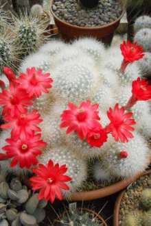 Άνθιση χιονισμένο κάκτο