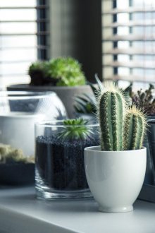 Κάκτος και άλλες εγκαταστάσεις στο περβάζι