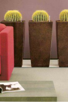 Κάκτι σε μεγάλες γλάστρες στο σαλόνι