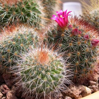 Κάκτος ανθίζει