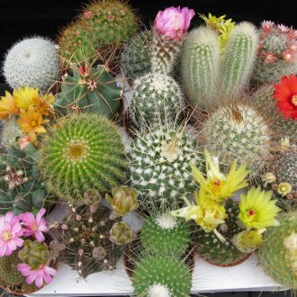 Διαφορετικοί τύποι κάκτων