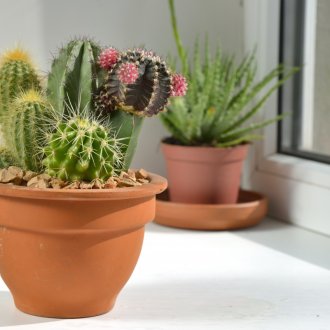 Κάκτοι σε ένα καφέ δοχείο