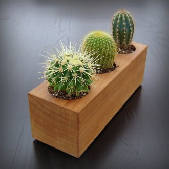 Ασυνήθιστο δοχείο για κάκτους