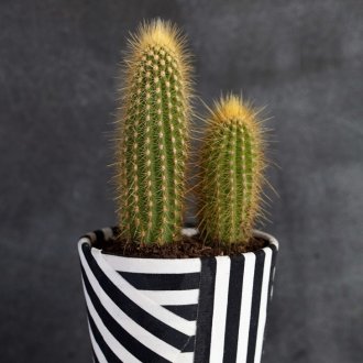 Διακοσμητικό ύφασμα λουλουδιών με ριγέ