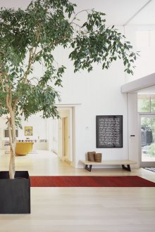 Ficus al vestíbul d’una casa de camp