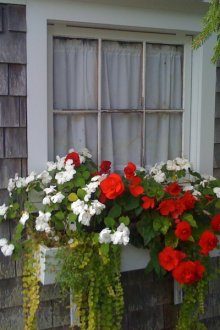 Σύνθεση begonia μπροστά από το παράθυρο ενός εξοχικού σπιτιού