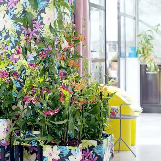 Gloriosa στο εσωτερικό ενός εξοχικού σπιτιού