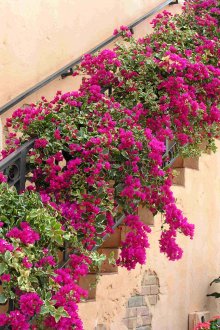 Escala de Bougainvillea