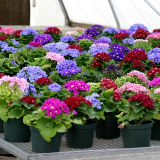 Wenge laminate στο εσωτερικό