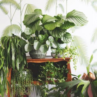 Calathea