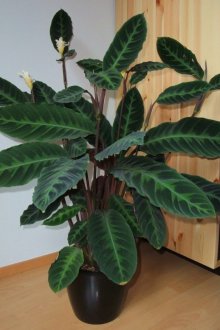 Metlakh κεραμίδι στο πάτωμα