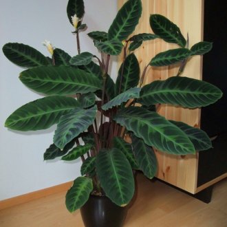 Calathea