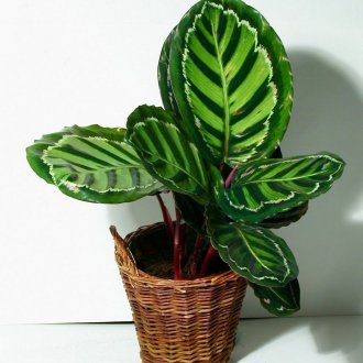 Maranta