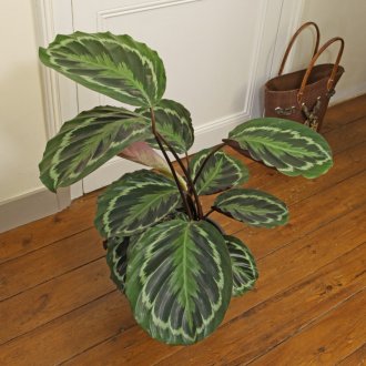 Maranta