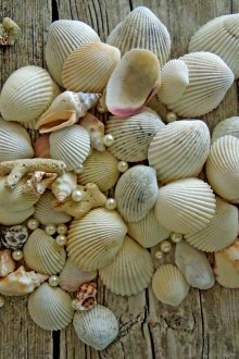 Seashells στο ντεκόρ