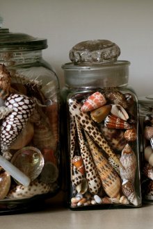 Seashells στο ντεκόρ