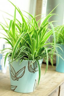Chlorophytum