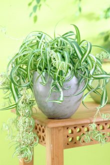 Chlorophytum