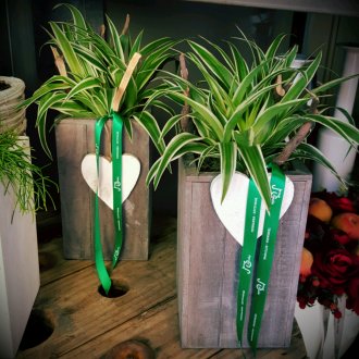 Δέντρο καλά