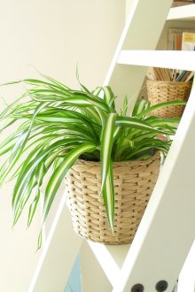 Ράφι μπαχαρικών