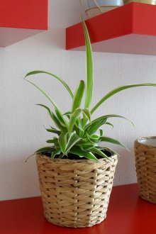 Πολυσέλιδος μπάλα λυγαριάς