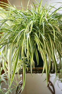 Ξύλινη βάση κρασιού