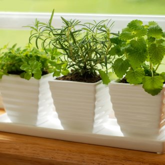Pelargonium σε ένα δοχείο