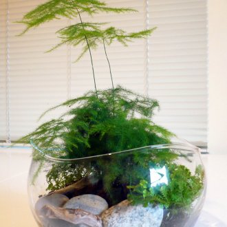 Cây mộc lan Nhật Bản