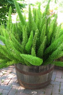 Μπαλκόνια γλάστρες