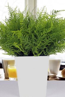 Στερεοσκοπική ταπετσαρία