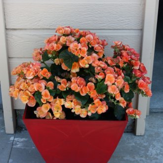 Begonia