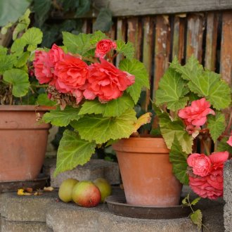 Pelargonium στην αυλή του σπιτιού