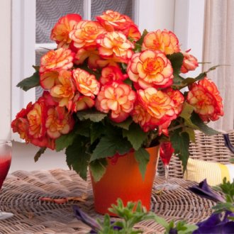 Εσωτερικές κουρτίνες λυγαριάς