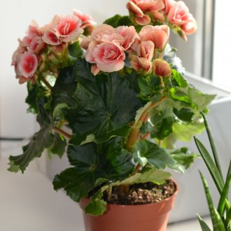 Αιώρα για γάτα