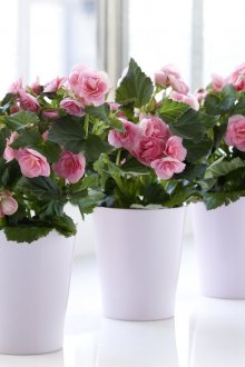 Αυτοκόλλητο φιλμ