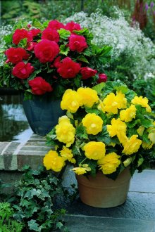 Mixborder στον κήπο