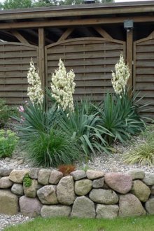 Μπροστινό κήπο