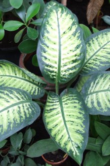 dieffenbachia