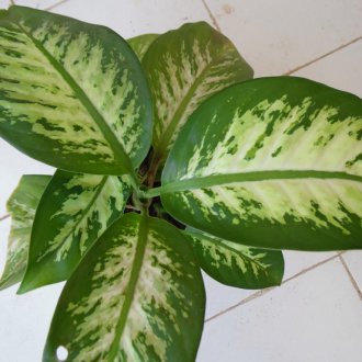 Dieffenbachia