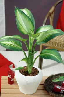 Dieffenbachia