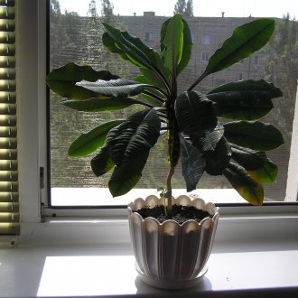 Dieffenbachia