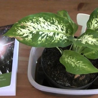 Dieffenbachia