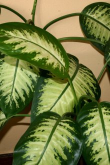 Dieffenbachia
