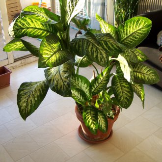 Dieffenbachia