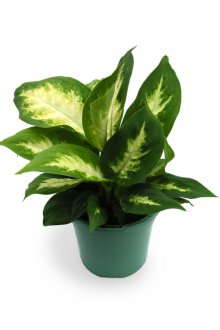 Dieffenbachia