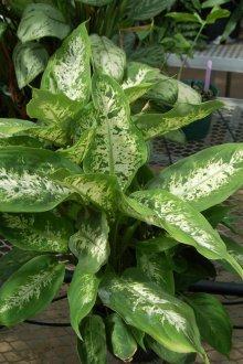 Dieffenbachia