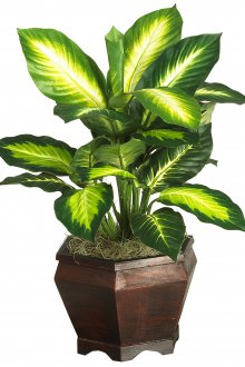 Dieffenbachia