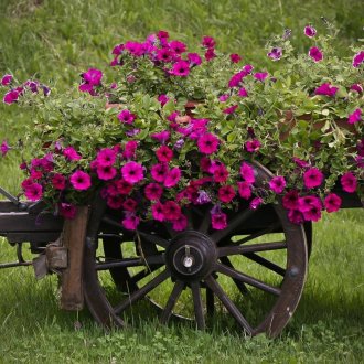 Καλάθι στον κήπο