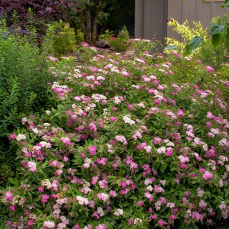 Ιαπωνικά Spirea