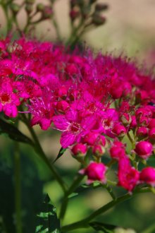 Υποκαταστήματα στη διακόσμηση ενός εξοχικού σπιτιού